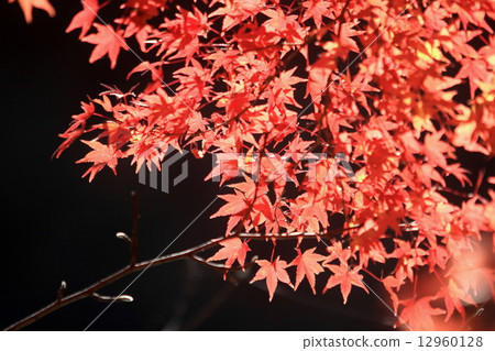 Autumn leaves of Konami River Autumn leaves of Konami River 12960128