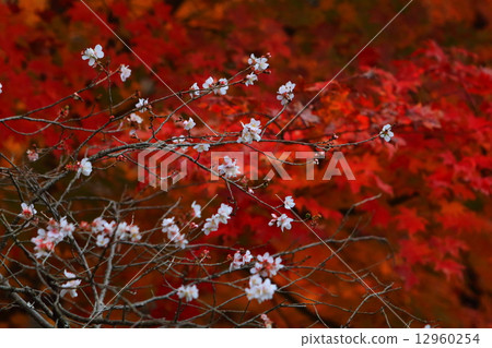 Winter Cherry Tree And Autumn Leaves Stock Photo