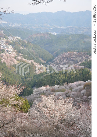 Yoshino Senbonzakura 12960256