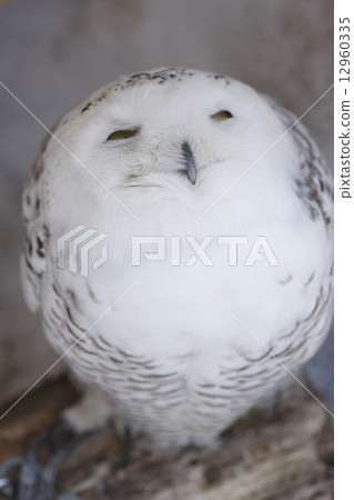 Snowy owl Snowy owl 12960335