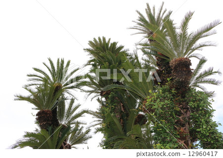 Cycads 12960417