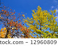 Persimmon tree and ginkgo 12960809