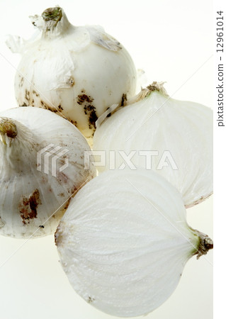 新品種白洋蔥 12961014