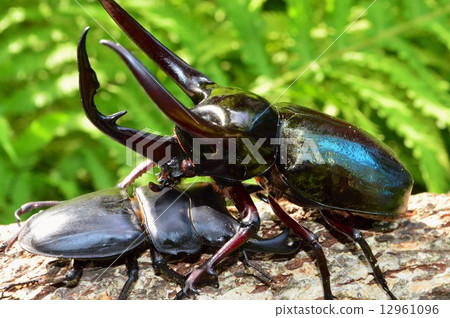 Showdown against the Caucasian monkey vs. Japanese ookuwagata forest on the trees Showdown against the Caucasian monkey vs. Japanese ookuwagata forest on the trees 12961096