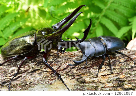 Showdown against the Caucasian monkey vs. Japanese ookuwagata forest on the trees 12961097
