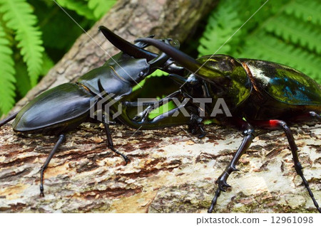 Showdown against the Caucasian monkey vs. Japanese ookuwagata forest on the trees Showdown against the Caucasian monkey vs. Japanese ookuwagata forest on the trees 12961098