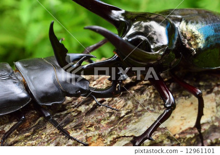 Showdown against the Caucasian monkey vs. Japanese ookuwagata forest on the trees 12961101