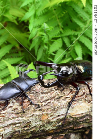 Showdown against the Caucasian monkey vs. Japanese ookuwagata forest on the trees 12961102