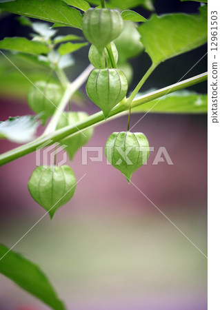 食用馬魚 12961503