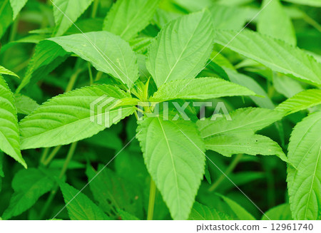 stinging nettles plants in growth in garden stinging nettles plants in growth in garden 12961740