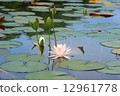 Water lily Water lily 12961778