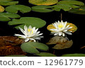 Water lily Water lily 12961779