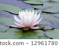 Water lily Water lily 12961780