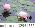 Water lily blooms Water lily blooms 12961782