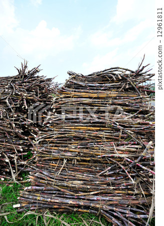 Sugarcane harvest  12961811