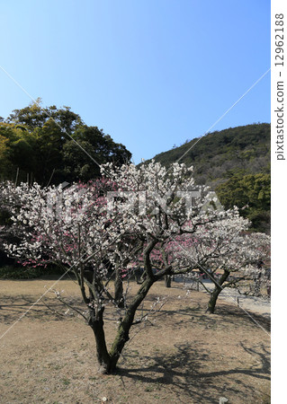 Southern plum forest of special scenic "Rurin Park" Southern plum forest of special scenic "Rurin Park" 12962188