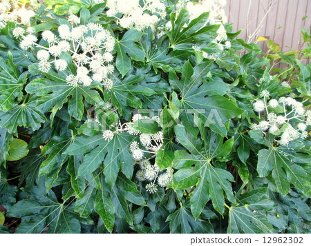 A white flower blooming in late autumn is a beautiful lucky garden tree 12962302