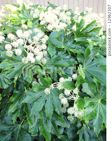 開花在晚秋天的一朵白花是一棵美麗的幸運的庭院樹 12962307