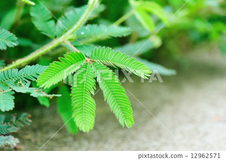 圖庫照片: mimosa plant in growth