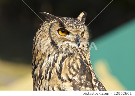 Owl 12962601