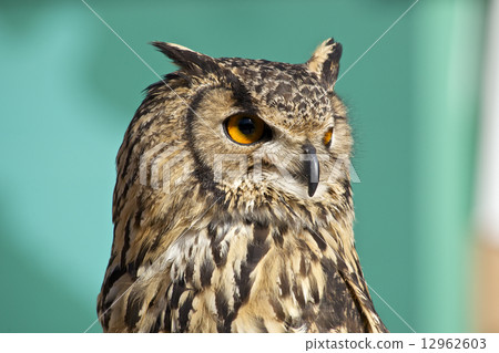 Owl 12962603