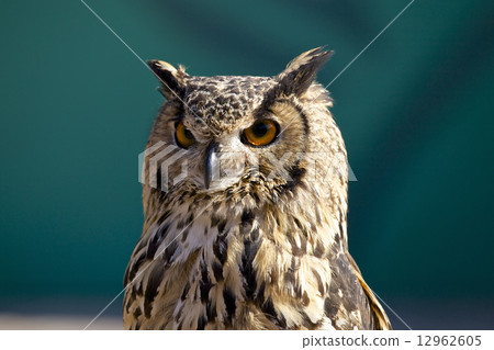 大角貓頭鷹 大角貓頭鷹 12962605