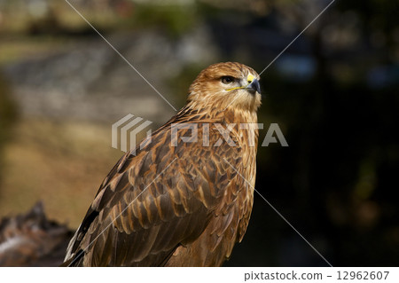 Eagle Eagle 12962607