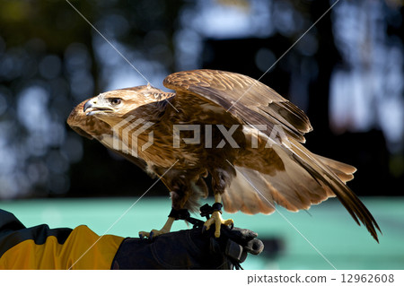 Eagle Eagle 12962608