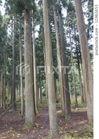 雪松森林 12962653