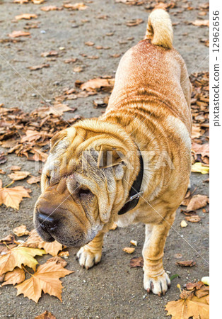 Cute Shar-Pei dog 12962656