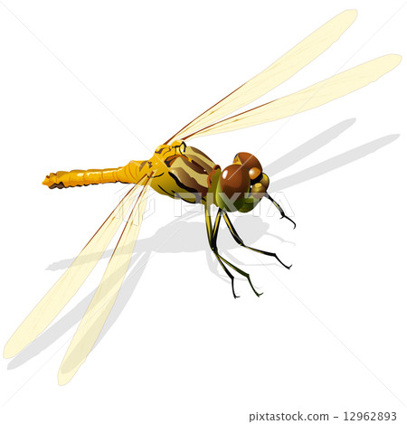 dragonfly 12962893