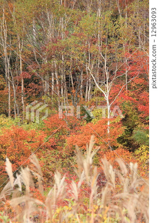 Autumn leaves on the pass 12963093