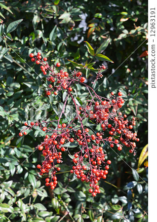 南天（南天） 12963191