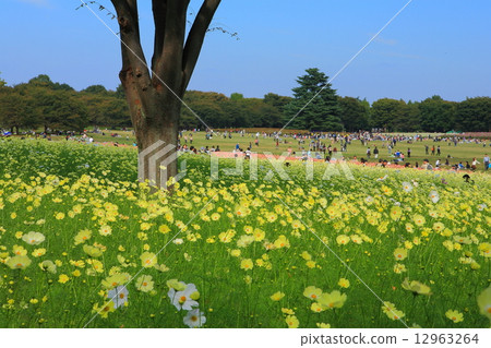 Showa Memorial Park Cosmos Showa Memorial Park Cosmos 12963264