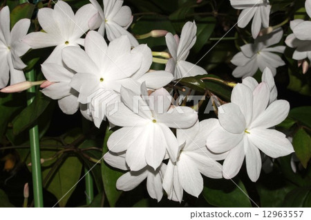Jasminam Rex 12963557