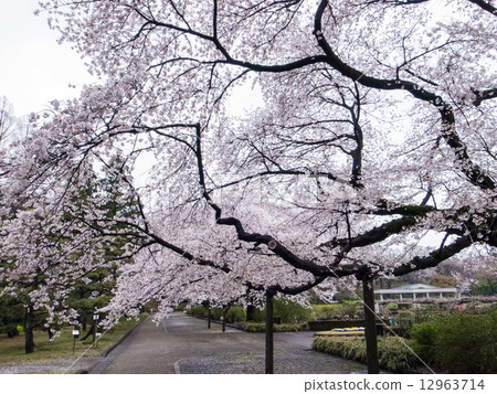 Cherry Blossom Cherry Blossom 12963714