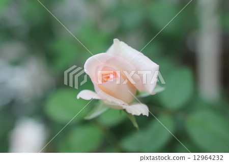 Flower rose rose 12964232