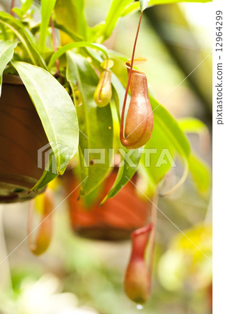 nepenthes villosa - pitcher plants  12964299