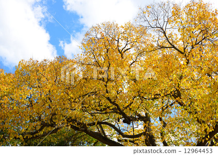 Yellow leaves 12964453