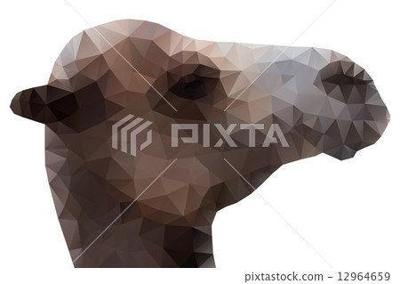 Camel Head, Vector Illustration 12964659