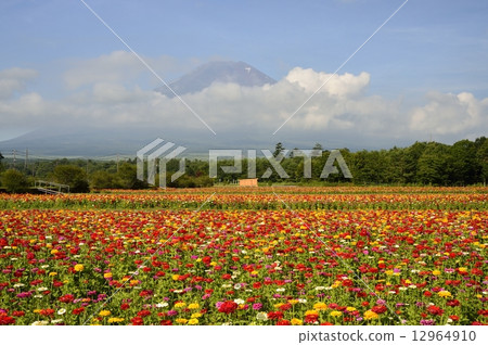 富士和貝絲 12964910