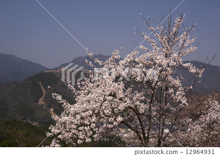 Takeda Castle Ruin Spring Landscape Takeda Castle Ruin Spring Landscape 12964931