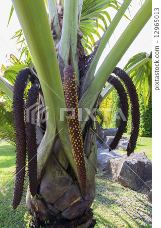 Lodoicea Maldivica. Lodoicea Maldivica. 12965013