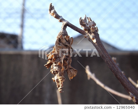 Winter insects Winter insects 12965040