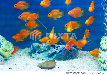 Aquarium parrot fish 12965237