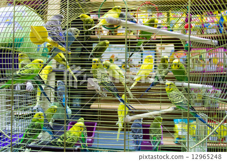 Wavy parrots in the hutch 12965248