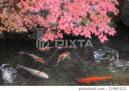 錦鯉和秋天的落葉 12965322