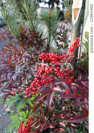 靖國神社的Kadomatsu Nanten 12965408