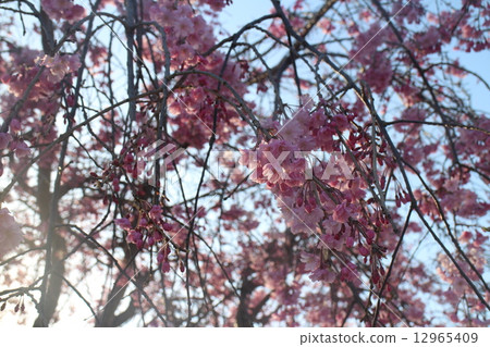 Yae垂枝櫻花 12965409