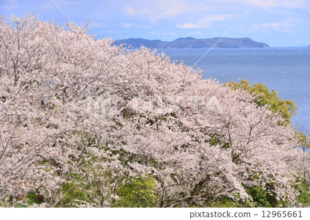 Ako Osaki的春天 12965661